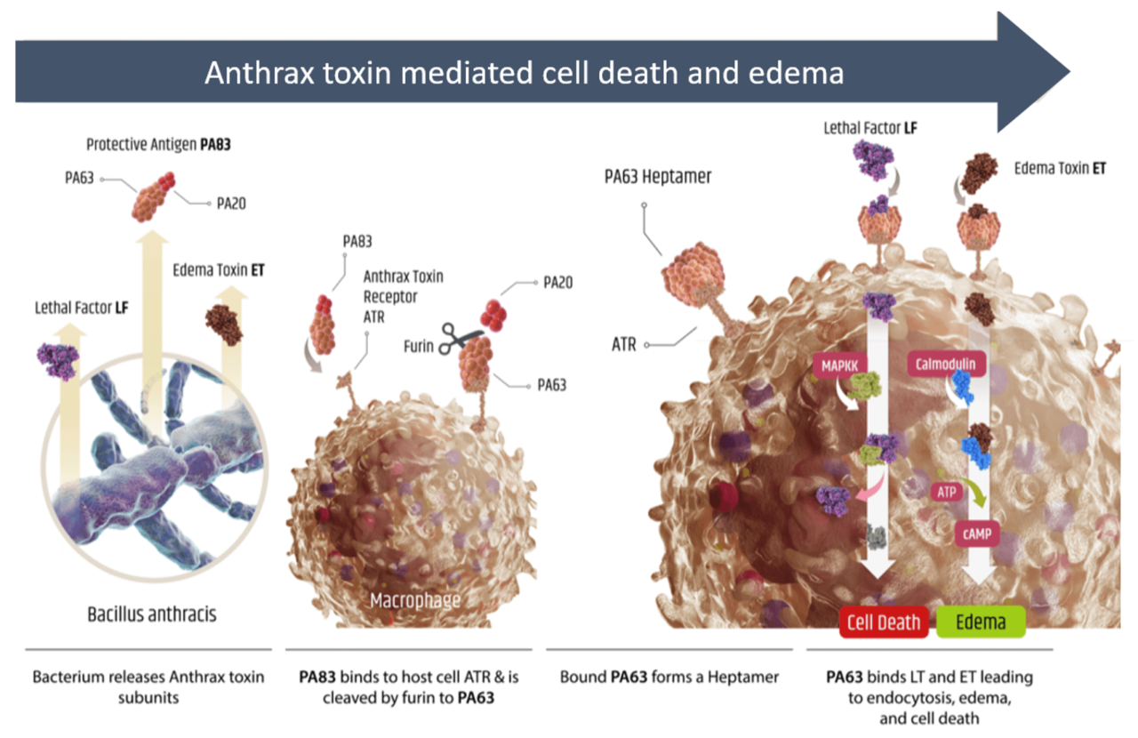 About Anthrax Elusys 7247