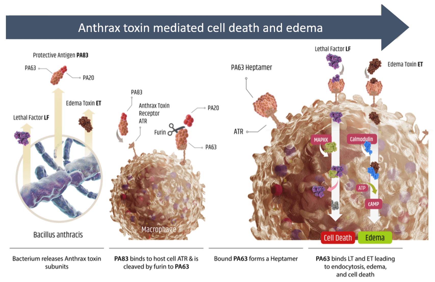 Anthrax Disease Cell